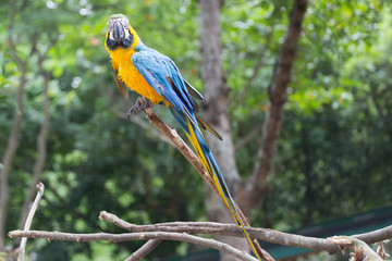 Blue & Gold Macaw