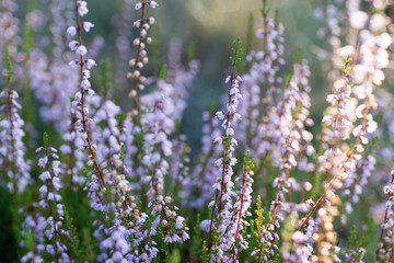 violet heather flowers closeup selective focus