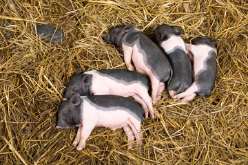 Piglets newborn lying on each other and sleeping in the straw in the barn