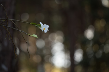 Orchid flowers