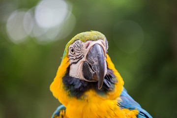 Blue & Gold Macaw parrot face