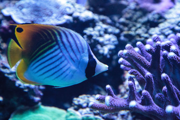 Raccoon butterflyfish Chaetodon lunula