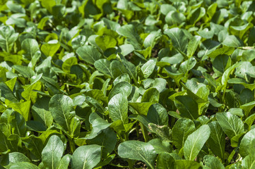 Chinese cabbage vegetable closeup 