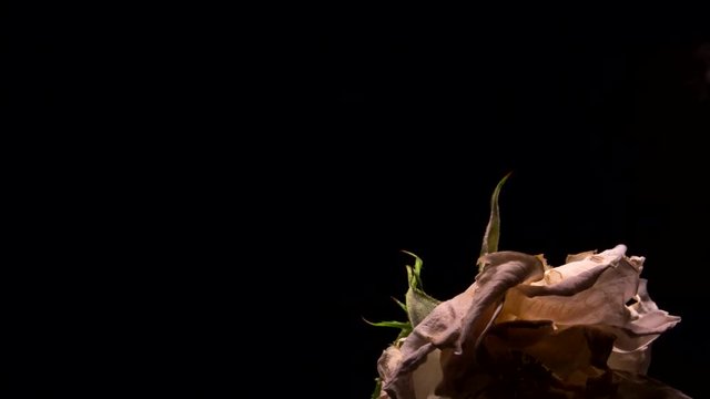 Emotional Flowers