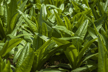 Obraz premium Asparagus lettuce