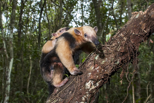 Tamandu&aacute;-mirim (Tamandua tetradactyla) | Southern tamandua fotografado em Guarapari, Esp&iacute;rito Santo -  Sudeste do Brasil. Bioma Mata Atl&acirc;ntica. 