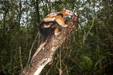 Tamanduá-mirim (Tamandua tetradactyla) | Southern tamandua fotografado em Guarapari, Espírito Santo -  Sudeste do Brasil. Bioma Mata Atlântica. 
