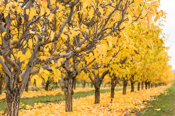 Autumn foliage in an orchard