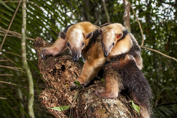 Tamanduá-mirim (Tamandua tetradactyla) | Southern tamandua fotografado em Guarapari, Espírito Santo -  Sudeste do Brasil. Bioma Mata Atlântica. 