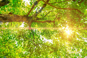 Sunny woods