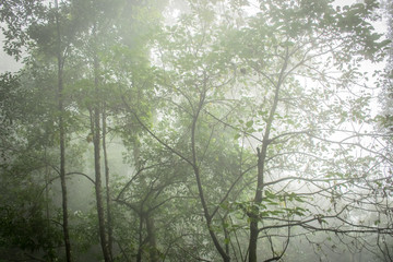 Fototapeta premium Fog in jungle