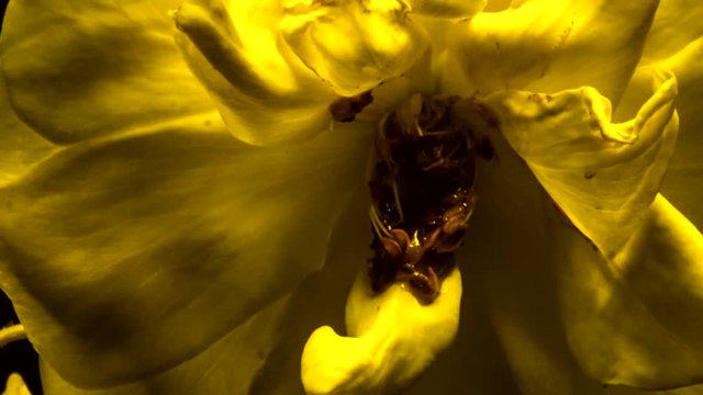 Human like Flower 