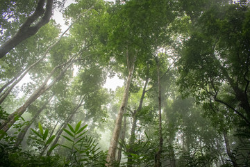 Fog in the jungle