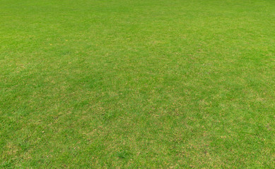 Well manicured green grass