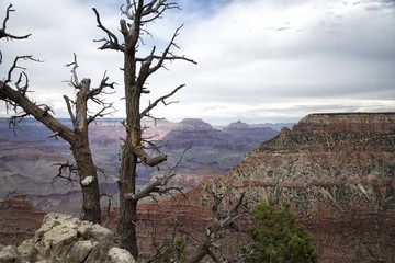 Trees at Grand Canyon
