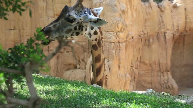 Beautiful giraffe head Close up shot