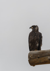 Young golden eagle sitting on a post looking to the left