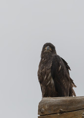 Young golden eagle perched on a post looking directly at the camera