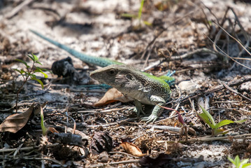 Calango-verde (Ameiva ameiva) | Giant ameiva  fotografado em Guarapari, Espírito Santo -  Sudeste do Brasil. Bioma Mata Atlântica.