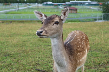 Little deer closeup