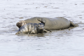 Fototapeta premium Harbor Seal pup lying next to its mother - San Diego, California