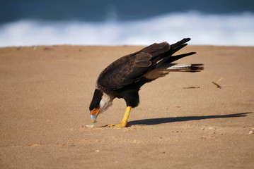 Caracara (Caracara plancus) | Southern crested caracara  fotografado em Guarapari, Espírito Santo -  Sudeste do Brasil. Bioma Mata Atlântica.