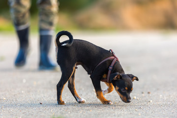 pinscher hybrid puppy sleuths on the asphalt