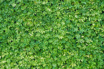 Green plant wall