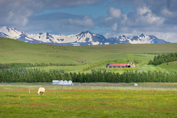 Iceland Summer Landscape