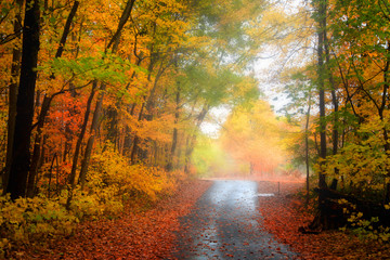 Bike trail through autumn trees and fog