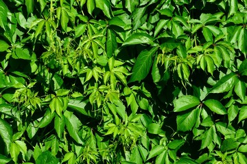 Texture of leaves and tentacles of climbing plant of Ivy genus Hedera