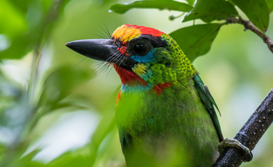 Red-throated Barbet, closeup.
