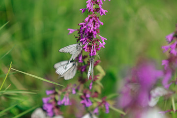 White butterfly on a purple flower