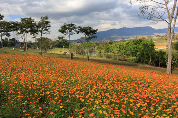 Cosmos flower fields and beautiful scenery.