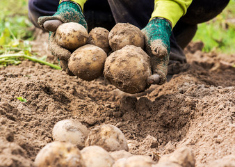 Farmer harvesting fresh potatoes.