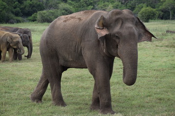 Naklejka na ściany i meble Elefanten im Minneriya Nationalpark