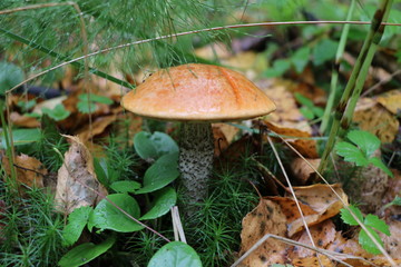 Natural wallpaper - edible mushrooms in autumn forest
