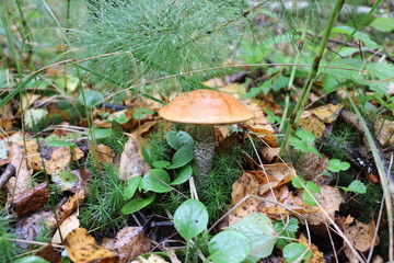 Natural wallpaper - edible mushrooms in autumn forest