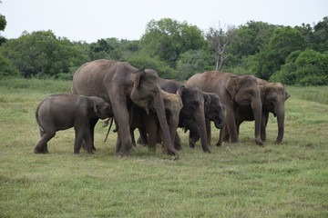 Elefanten im Minneriya Nationalpark