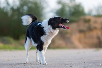 border collie stands of the asphalt