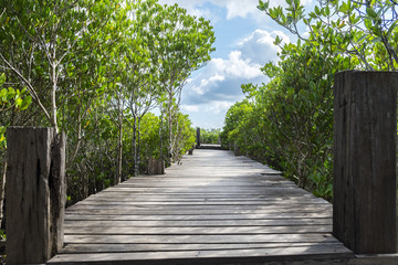 Mangrove forest