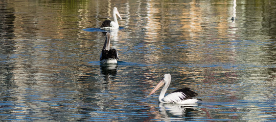 Pelicans on Wallis Lake Forster NSW Australia