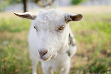 Cute goat on the pasture. Domestic animal on the farm.