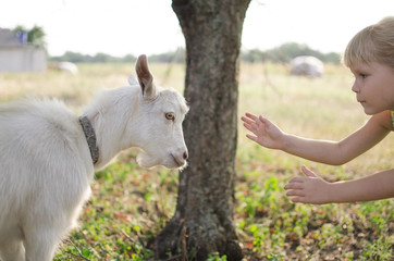 Little blond girl with goat on the pasture. Four year old lady with domestic animal on the fa