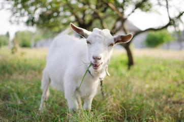 Cute goat on the pasture. Domestic animal on the farm.