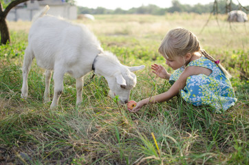 Little blond girl with goat on the pasture. Four year old lady with domestic animal on the fa