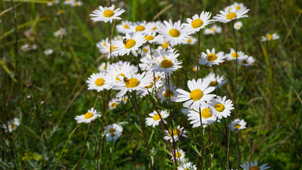 daisies in the grass
