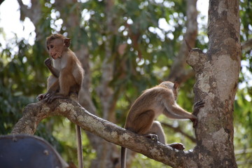 Fototapeta premium Äffchen im Baum