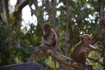 Fototapeta premium Äffchen im Baum