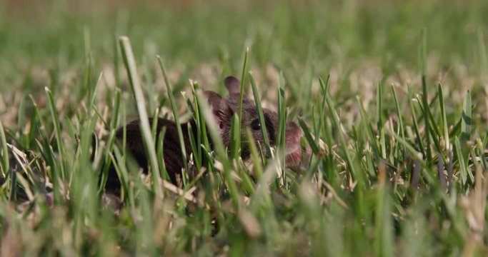 Mouse close up in grass